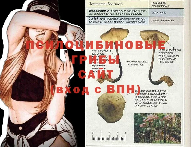 Галлюциногенные грибы Psilocybe  ОМГ ОМГ ССЫЛКА  Верхоянск  где найти  